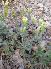 Scutellaria orientalis orientalis