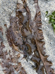 Grateloupia doryphora