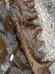 Grateloupia doryphora