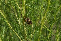 Leptinotarsa lineolata