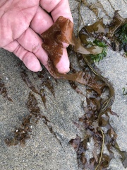 Grateloupia doryphora