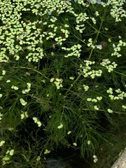 Ceratophyllum demersum