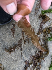 Grateloupia doryphora