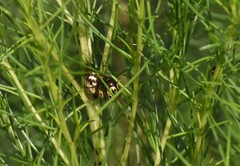 Leptinotarsa lineolata