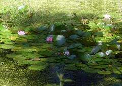 Nymphaea × marliacea