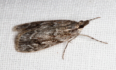 Scoparia philonephes