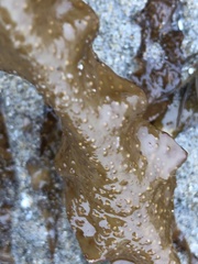Grateloupia doryphora