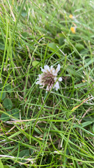 Trifolium repens