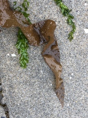 Grateloupia doryphora