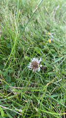 Trifolium repens