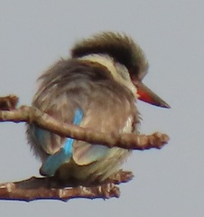 Halcyon chelicuti chelicuti