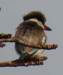 Halcyon chelicuti chelicuti