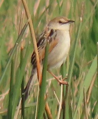 Cisticola galactotes galactotes