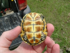 Deirochelys reticularia