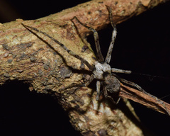 Cyphalonotus