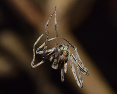 Cyphalonotus