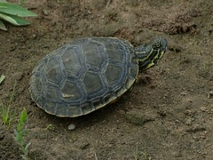Deirochelys reticularia
