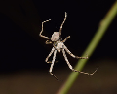 Cyphalonotus