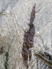 Grateloupia doryphora
