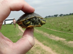 Deirochelys reticularia