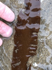 Grateloupia doryphora