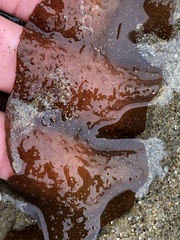 Grateloupia doryphora