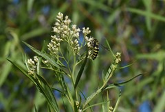 Stictia