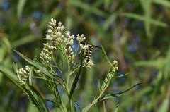 Stictia