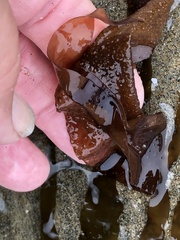 Grateloupia doryphora