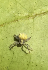 Mastophora leucacantha