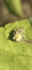 Mastophora leucacantha