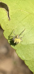 Mastophora leucacantha