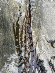 Grateloupia doryphora