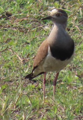 Vanellus melanopterus minor