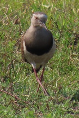 Vanellus melanopterus minor