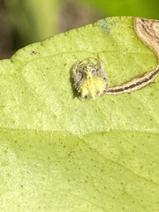 Mastophora leucacantha