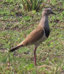 Vanellus melanopterus minor