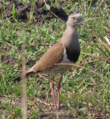 Vanellus melanopterus minor