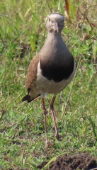 Vanellus melanopterus minor