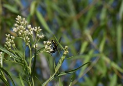 Stictia