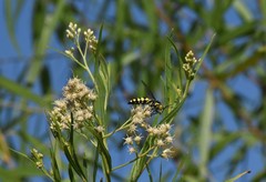 Stictia
