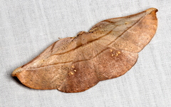 Xenomusa metallica