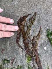 Halymeniaceae