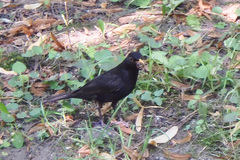 Turdus merula