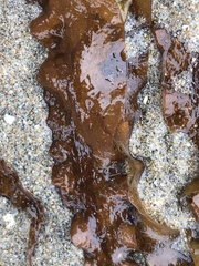Halymeniaceae