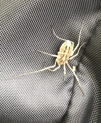 Odiellus troguloides