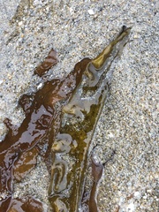 Halymeniaceae