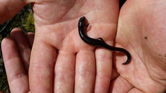 Plethodon elongatus