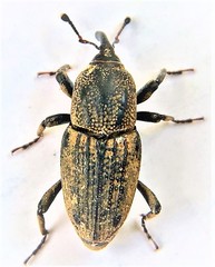 Sphenophorus venatus