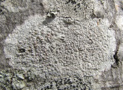 Lecanora subpallens